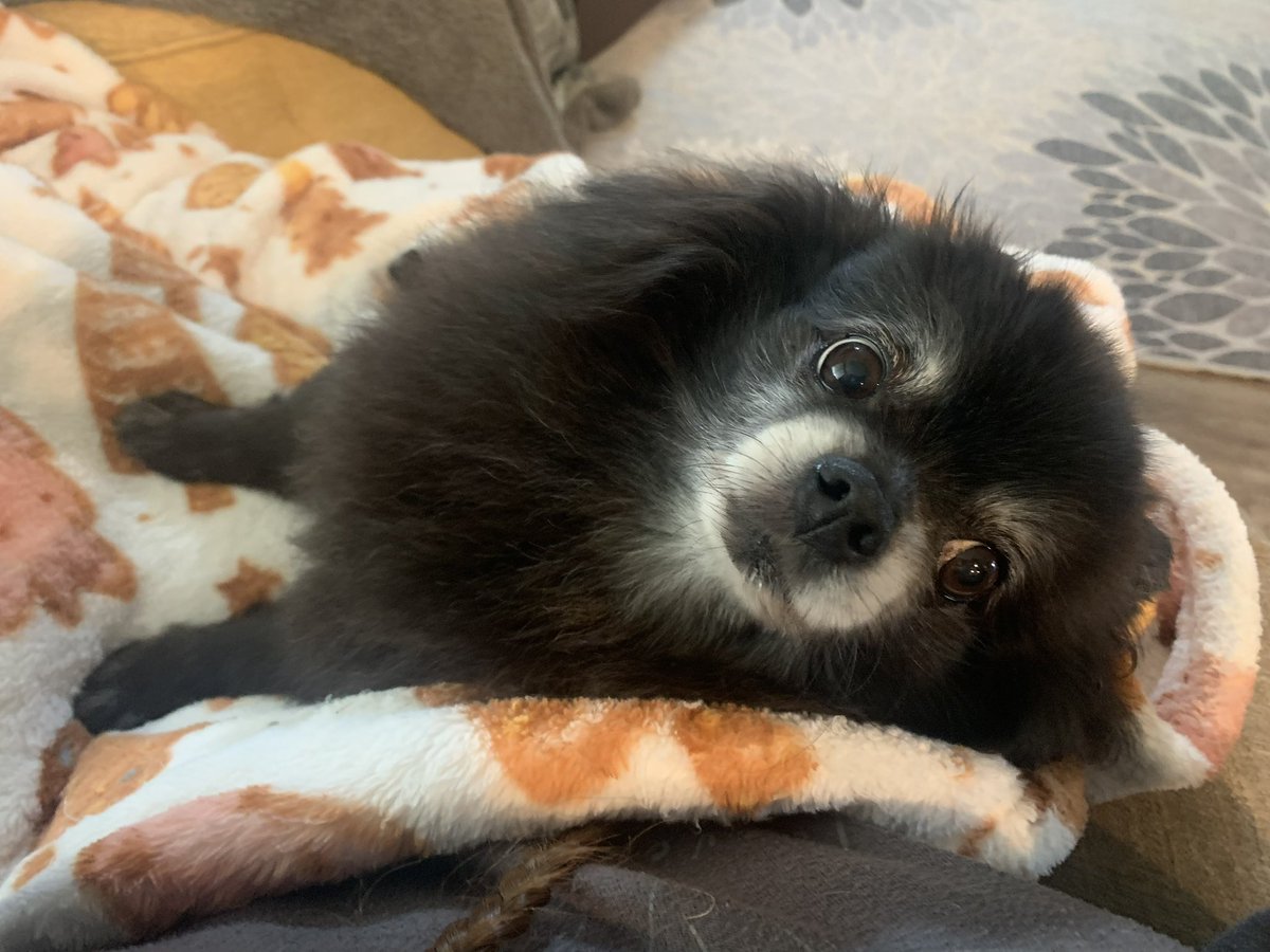 Learning2BNude's tweet photo. My sweet Koda https://t.co/3agARD6NQi