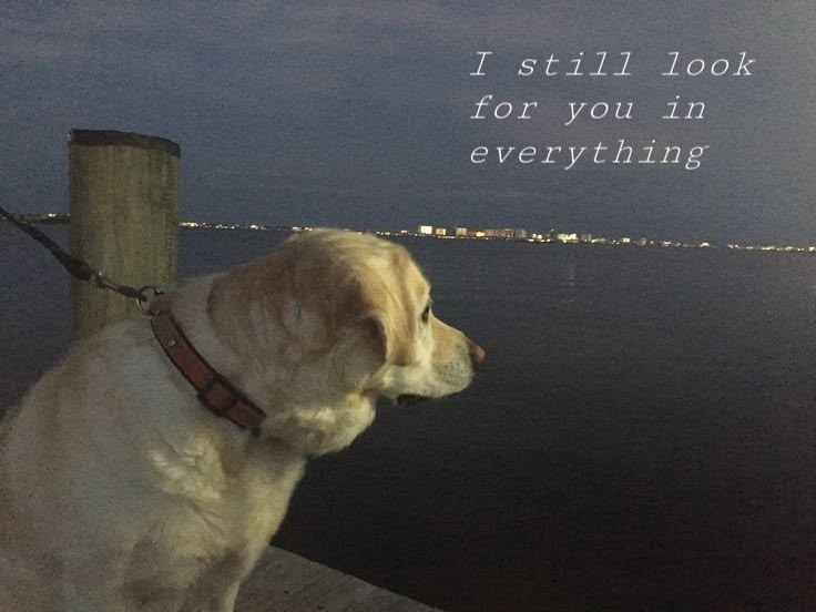 caninepoetry tweet media