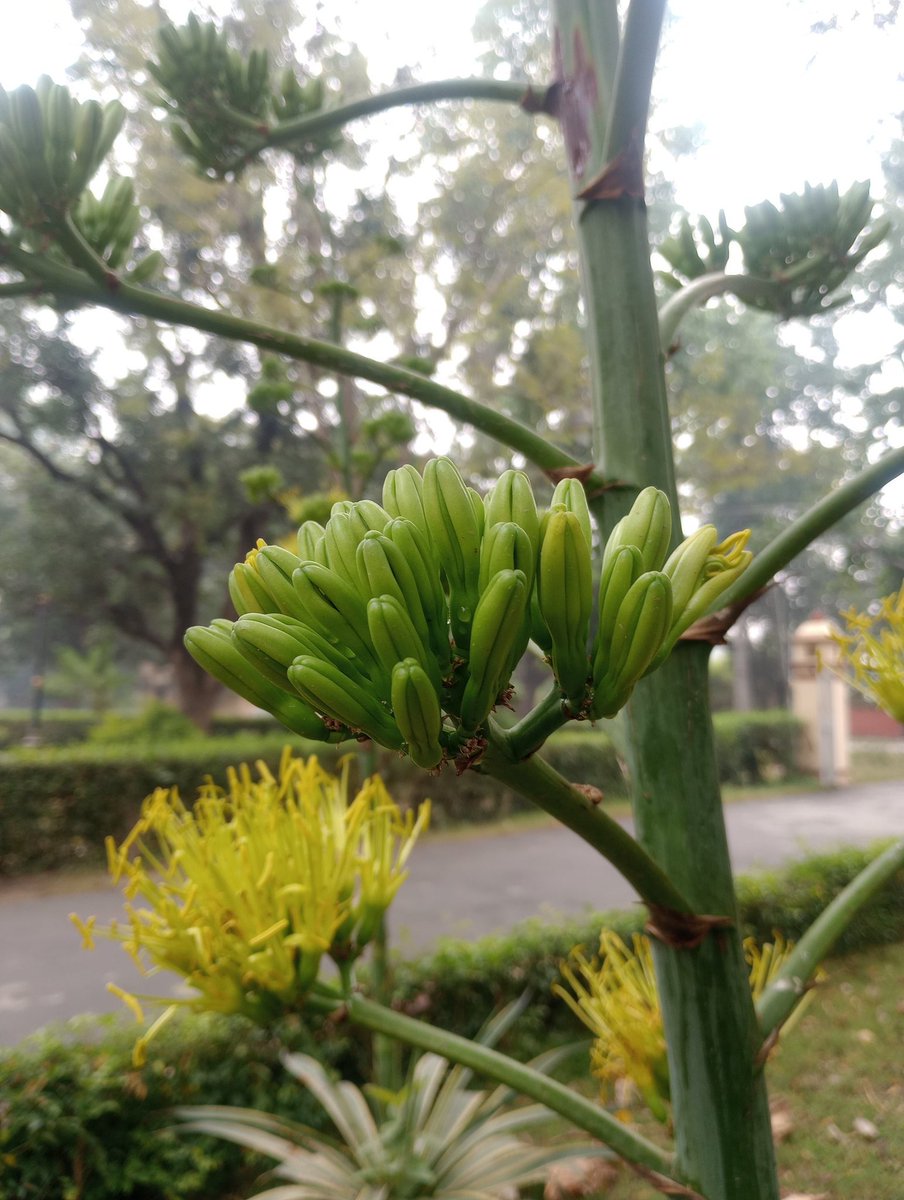 Rajiv_KP's tweet photo. Guess the plant ☘️☘️
#キリトリセカイ #Plant
#ネイチャースナップ
#写真好きな人と繋がりたい https://t.co/ytM2c4NZfr