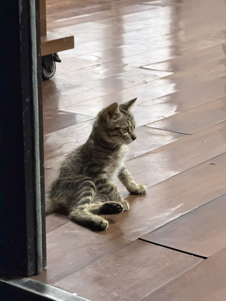 gaogan192's tweet photo. 店里收养的流浪猫 https://t.co/BFmnUCqWFD