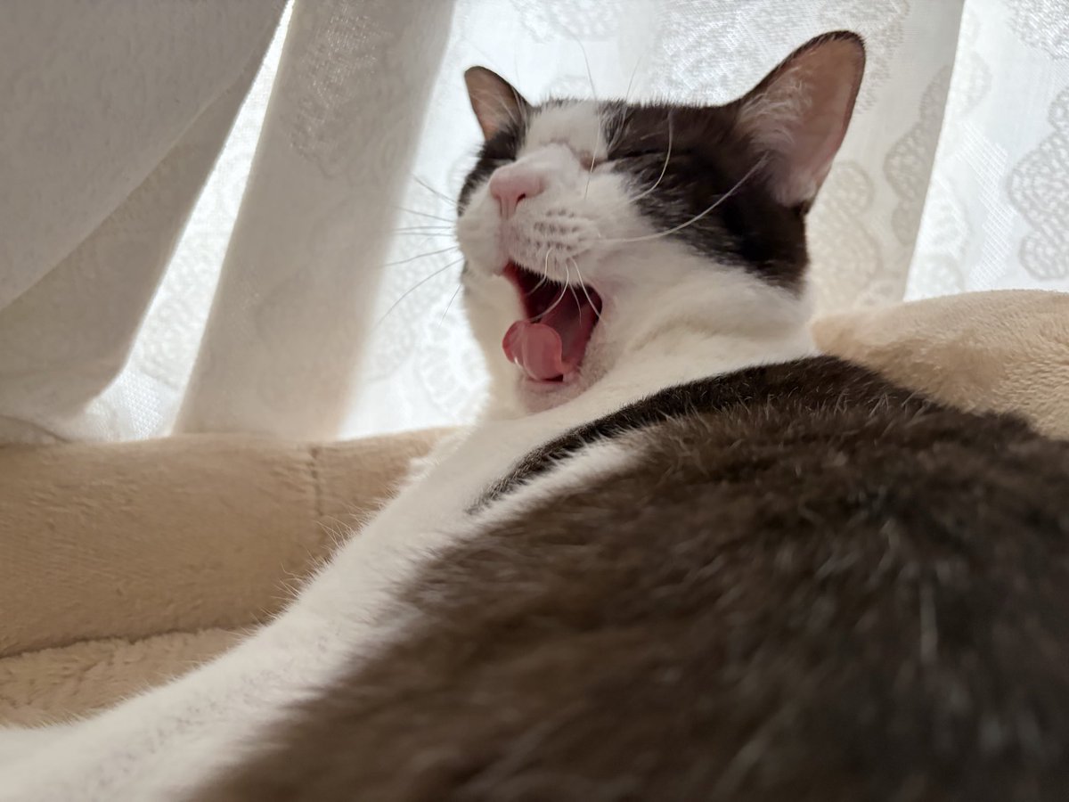 utar1031's tweet photo. あくびﾌｧｰ🐱
#猫のいる暮らし https://t.co/zvcYIDhzNW