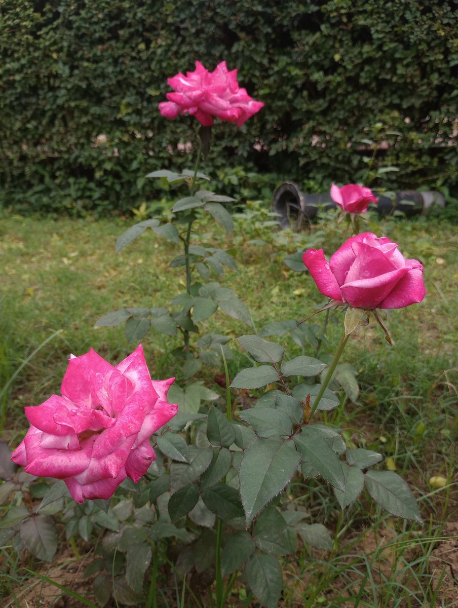 Rajiv_KP's tweet photo. Ruusu : R O S A 🥀🍃
#ruusu #rose
#myrose #flower
#kesä2026 #flora https://t.co/9VZ7tsCzUs