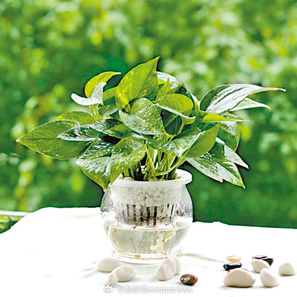 poisoncrown's tweet photo. Your pothos isn’t looking its best Trim yellow leaves, water only when the top 2 inches of soil feel dry, and place it in bright indirect light—it’ll bounce back in no time! https://t.co/yIMb4Pj2Gx
