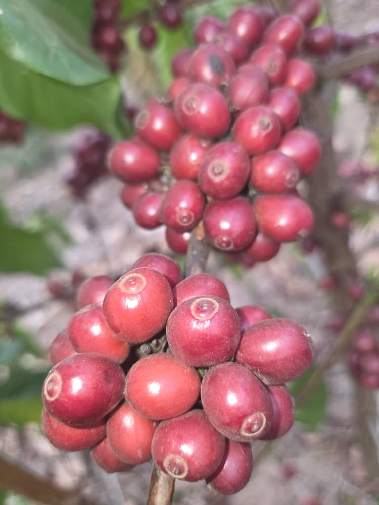 acpcu_ltd's tweet photo. ☕🌿 The harvest is here, and excellence starts at the farm. Our farmers carefully handpick only the ripest coffee cherries, ensuring every cup delivers the bold, authentic taste of Ankole Coffee. https://t.co/frIw87vbqk