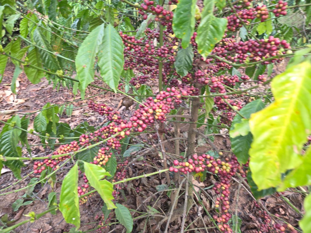 acpcu_ltd's tweet photo. ☕🌿 The harvest is here, and excellence starts at the farm. Our farmers carefully handpick only the ripest coffee cherries, ensuring every cup delivers the bold, authentic taste of Ankole Coffee. https://t.co/frIw87vbqk