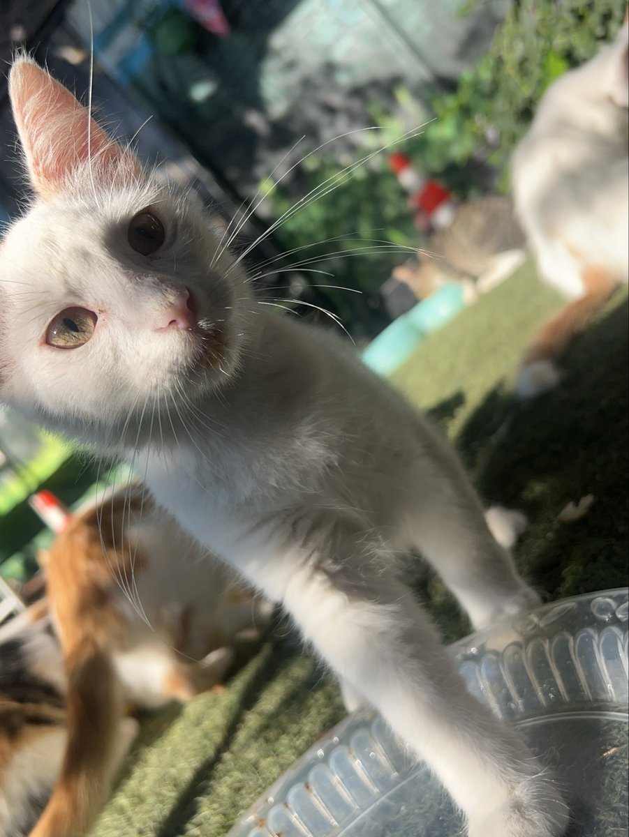 RescueCare's tweet photo. She doesn’t know what war is. She only knows that our shelter is the first place where she feels safe.🥹🤍 Every rescued cat who walks through our doors carries a story of survival, but they never stop believing in kindness. That’s why this little shelter in Gaza means everything to them… and to me.🐾🐈🫂❤️🇵🇸✨
#Gaza #AnimalRescue #CatsOfX #VoicelessSouls