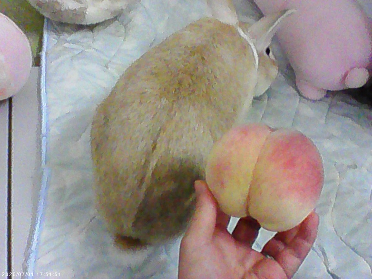 amethyst_bun's tweet photo. 桃と🐰のおしり。 どっちも可愛い♡
A peach and a bunny butt. 🍑🐰 The perfect combo for #BunnyButtFriday!

3COINSのトイカメラで撮影。 https://t.co/GAvDfzO0lU