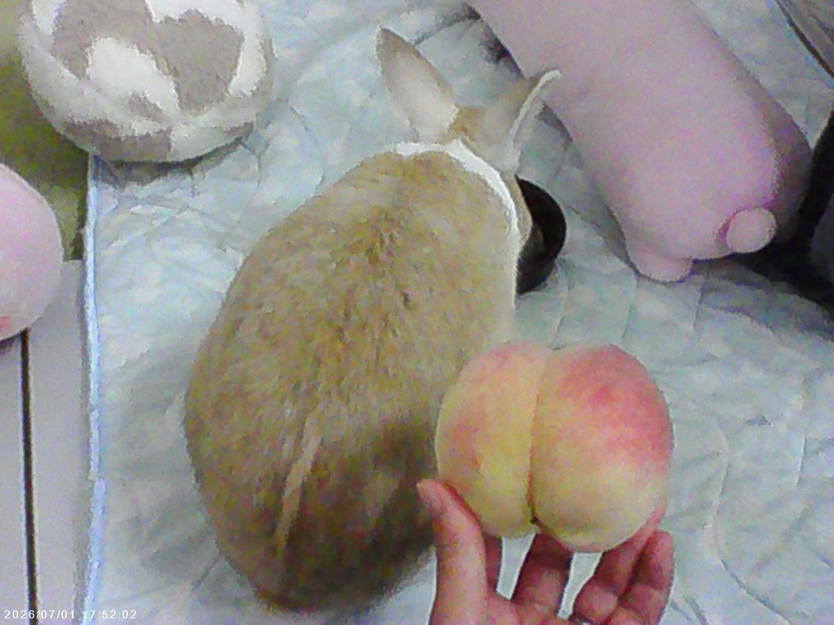 amethyst_bun's tweet photo. 桃と🐰のおしり。 どっちも可愛い♡
A peach and a bunny butt. 🍑🐰 The perfect combo for #BunnyButtFriday!

3COINSのトイカメラで撮影。 https://t.co/GAvDfzO0lU