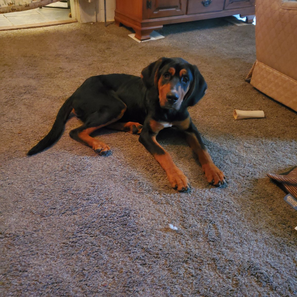 TurnToChrist79's tweet photo. New fur friend! Pound called him Jetson. I'm leaning on Roscoe....HELP ME DECIDE!!! JETSON OR ROSCOE??! https://t.co/NhzhqCcONk