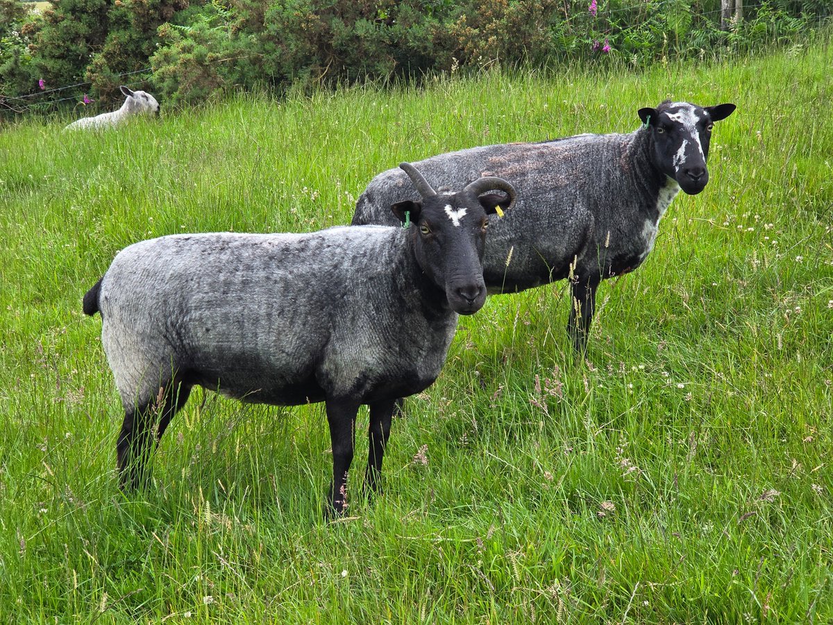 WPSSanctuary's tweet photo. Ellie and Smout, twin sisters π A right cheeky pair of girls π€£
#animalsanctuary #sheep365 #petsheep #sheep4life #nonprofit #amazonwishlist #animallovers #foreverhome #twinsisters #adoptasheep
https://t.co/2mryl593Xf https://t.co/UQ3wlH4Q0V