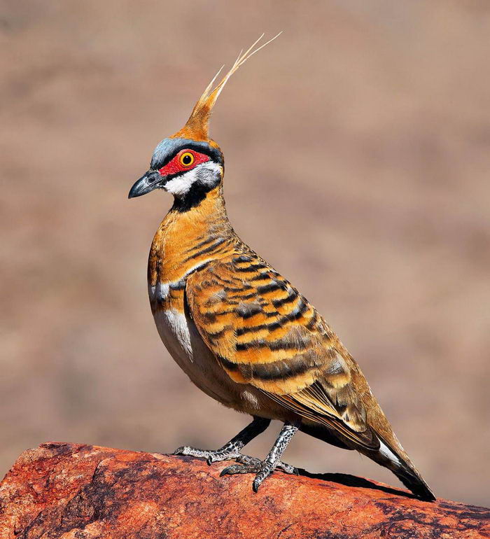 nantangnandu's tweet photo. 冠翎岩鳩 Spinifex Pigeon
#birds #birdwatching #bird_brilliance #birdphotography #birdlife #bird_captures #birding #birdphoto #birdlovers https://t.co/ttBSnLVdiN