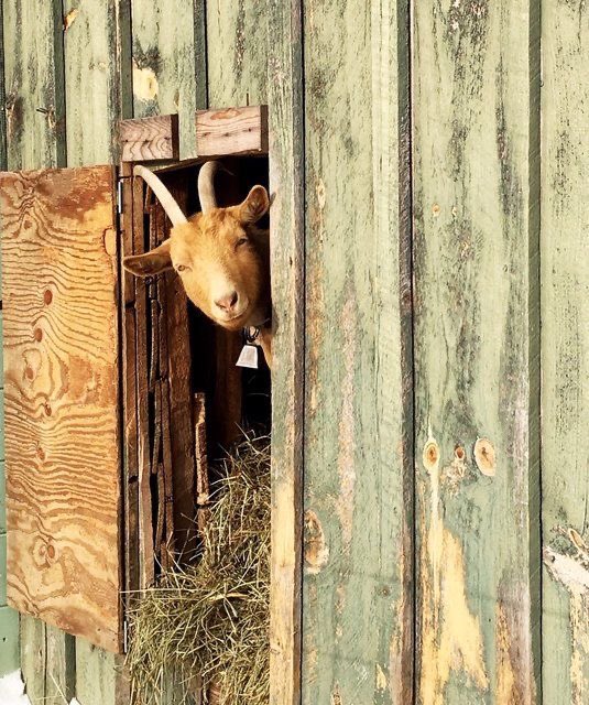 apokuna as goats tweet media