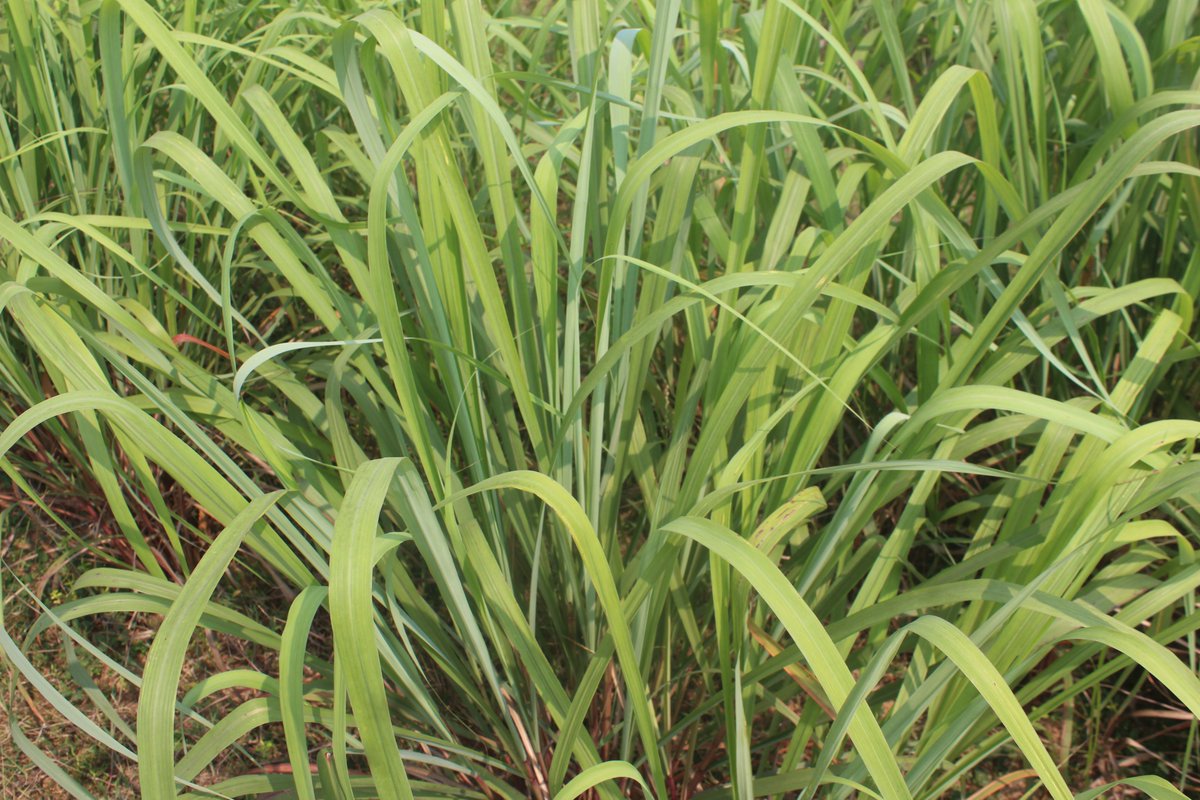 smpbcg's tweet photo. किसानों की आय दोगुनी करने में सिट्रोनेला (Citronella) की खेती बड़ी भूमिका निभा सकती हैं.....

#Herbal #1lakhincome #1acre #doubleincome #WomenEmpowerment #MedicinalPlants #AromaticPlants #AromaticPlantsCultivation #MedicinalPlantsCultivation #Agriculture  #ChhattisgarhForest https://t.co/ZDjUYQNve4