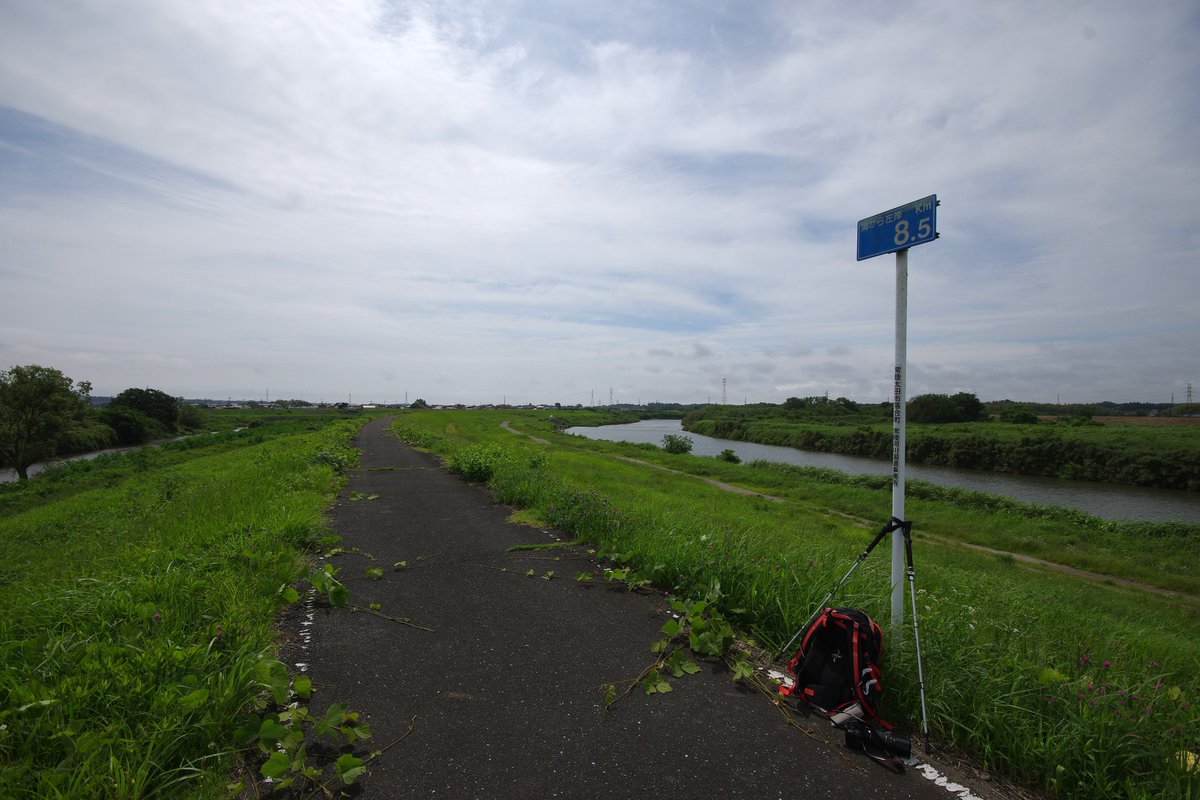 crystaliron's tweet photo. 今日は、久慈川の河口から8.5km付近の新落合橋あたりをウォーキングです。昨日の雨の影響で川は濁っています。アカツメクサに来ている蝶はナミアゲハです。蜂はキムネクマバチです。
♭常陸太田市落合町　♭新落合橋付近　♭久慈川 https://t.co/7MCVkKJ9DD