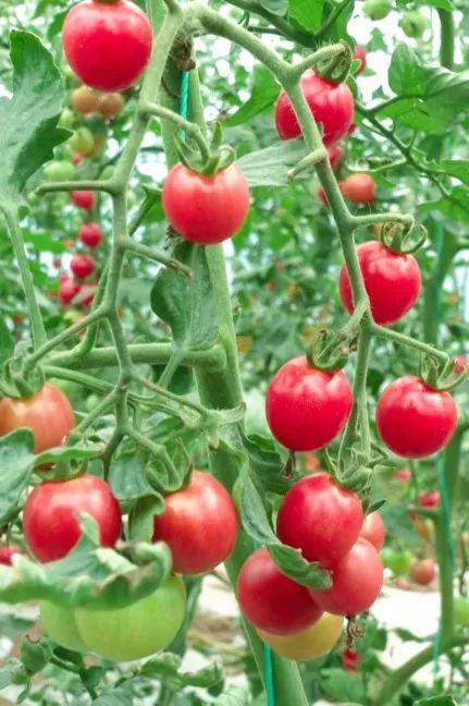 trisanchez's tweet photo. Just tried the new organic cherry tomatoes from local farm! Bursting with sun-kissed sweetness, zero weird aftertaste, and perfectly juicy for salads or snacking. 10/10 would grab these again!， https://t.co/MUpGiYCX5Q