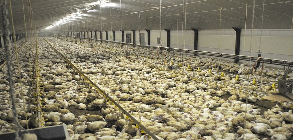 Treich13's tweet photo. Article informatif, mais définir l’élevage intensif par la taille de l’exploitation est réducteur. Qu’il y ait 40000 poulets ou 80000 dans un hangar, ça change rien à la vie d’un poulet. Dans les deux cas, ça ressemble à ça (pour 80% des poulets en France), et c’est pas joli joli https://t.co/ETOueu2faT