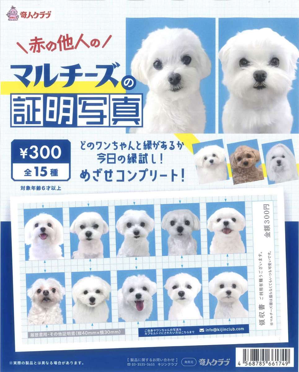 ⭐️本日の新商品⭐️ 📌ゴールデンレトリバーの証明写真 📌マルチーズ