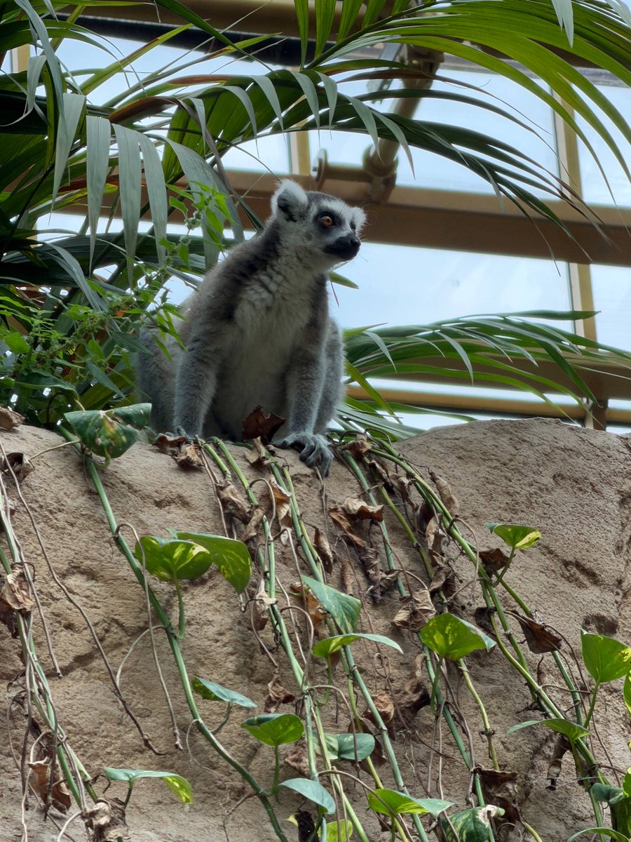 miulio_creates's tweet photo. spent the day at Pairi Daiza 🦋🌿 the lemurs stole my heart... https://t.co/gWrXvqNPaM