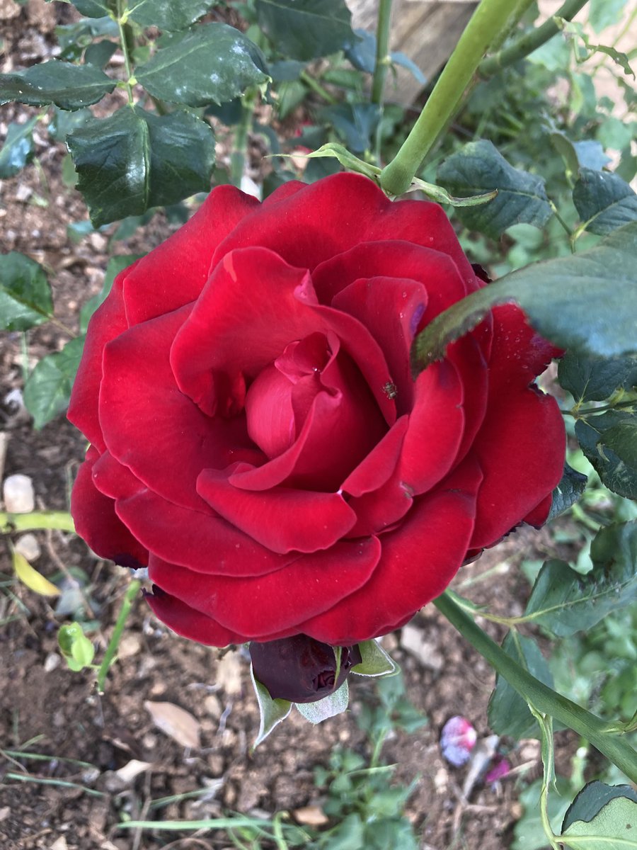 rafaelporcari's tweet photo. 🌺 Fim de #cooper!
Suado, cansado e feliz, alongando e curtindo a beleza da #natureza.
Hoje, com essas delicadas #plantas: #rosas.
🏁 🙆♂️
#corrida #treino #flor #flower #flowers #pétalas #pétala #jardim #jardinagem #flores #garden #flora #run #running #esporte #alongamento https://t.co/SbWHeIxfo1