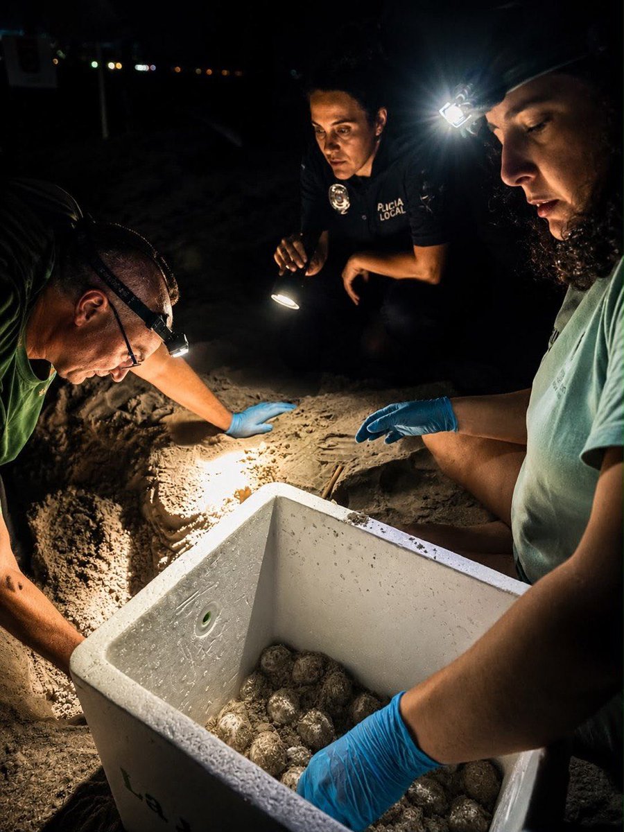LopezMirasF's tweet photo. 🐢 Esta mañana nos despertamos con la magnífica noticia de un anidamiento de tortuga boba en La Manga. 

🥚El nido será cuidado y balizado por técnicos de la @regiondemurcia y voluntarios de #TerritorioTortuga hasta la eclosión de los huevos a final de verano. https://t.co/PSRzJMz3vv