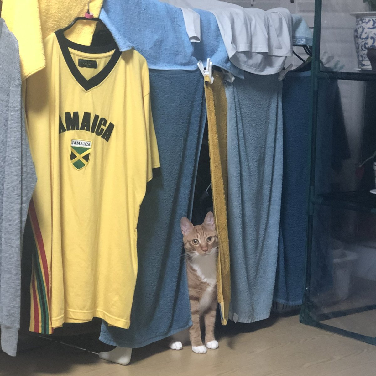plumpruneboy's tweet photo. 옛날 사진 발견하면 좋은 점: 고양이 개작고
사랑했지만 떠나보낼수밖에없엇던 나의애착 자메이카 티셔츠를 만날 수 있음 https://t.co/L8K7RZMxYS