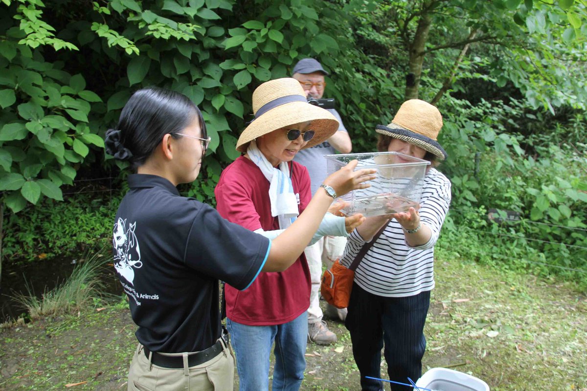 ecosysj's tweet photo. 6/22に行った、森の墓苑でトウキョウサンショウウオの放流イベントが朝日新聞で紹介されました。

「森の再生、希少種のサンショウウオに着目　すめる里山、孵化させ放流」
朝日新聞デジタル（参照2026年6月30日（火））
https://t.co/882QxMt411

#環境保護 #自然再生 #絶滅危惧種 #日本生態系協会 https://t.co/hDbfGmUhRn