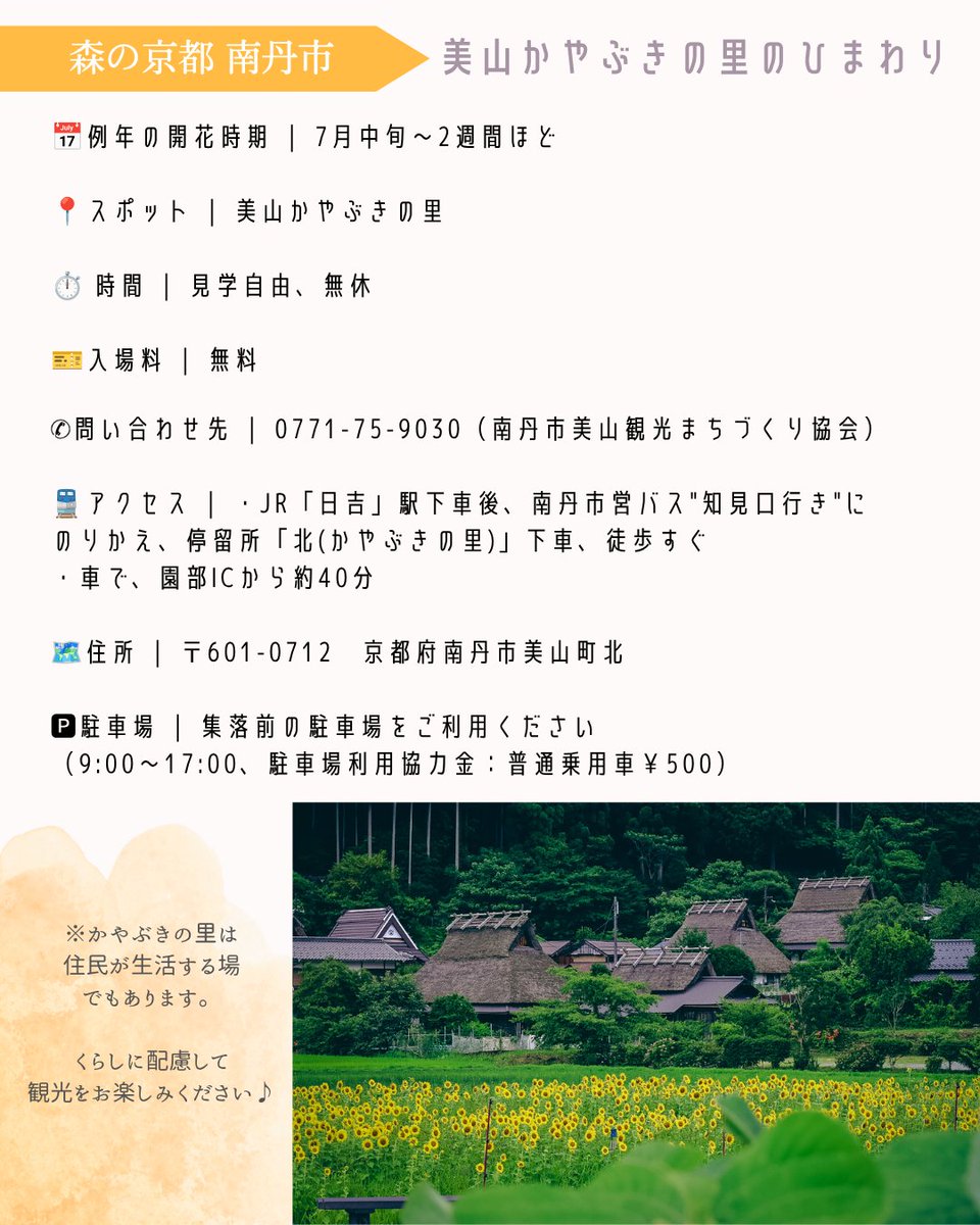OfficialKtf's tweet photo. ＼夏の京都で出会う、とっておきの里山風景🌻かやぶき屋根とひまわりが織りなす、心に残る夏旅へ。／

森の京都エリア南丹市　美山かやぶきの里で、期間限定のひまわりが咲くのをご存じですか？

https://t.co/Kb3CffT1UY

#京都イベント #体験イベント #京都観光 https://t.co/B3xHt1hb04