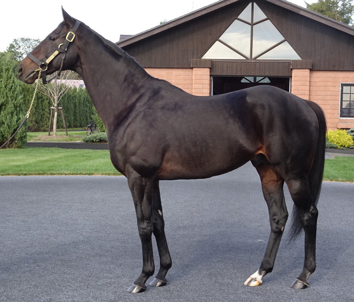 JunOkazaki1983's tweet photo. 現3歳世代までに、2歳の6～7月に新馬勝ちしたキタサンブラック産駒は6頭。そのうちクロワデュノールがGI、ラヴェル、サトノカルナバル、ピコチャンブラック、ブラックチャリスが重賞を制しています。そして現2歳ではジーティーサクラが既にデビュー勝ち。そして今週は5頭が初陣を迎えます。（続く） https://t.co/kf24iLa1iM