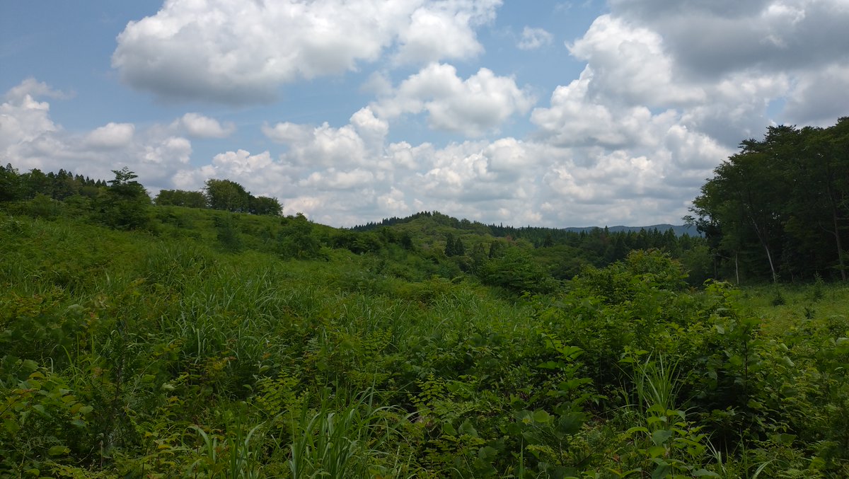 Kiku33g's tweet photo. 午前中、3箇所の山の現地立会い。
昨日の雨があがり、暑い山歩きとなりました。 https://t.co/Wg9UdMnK24