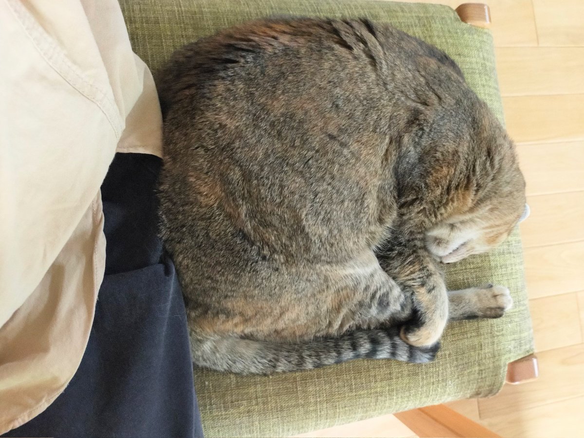 edamomo22's tweet photo. 在宅ワークをしてると、横で丸くなって疲れた時に撫でさせてくれたり後ろから監視してくれたり。
アビ様ありがたや〜🙏 https://t.co/dHD6G2ye9E