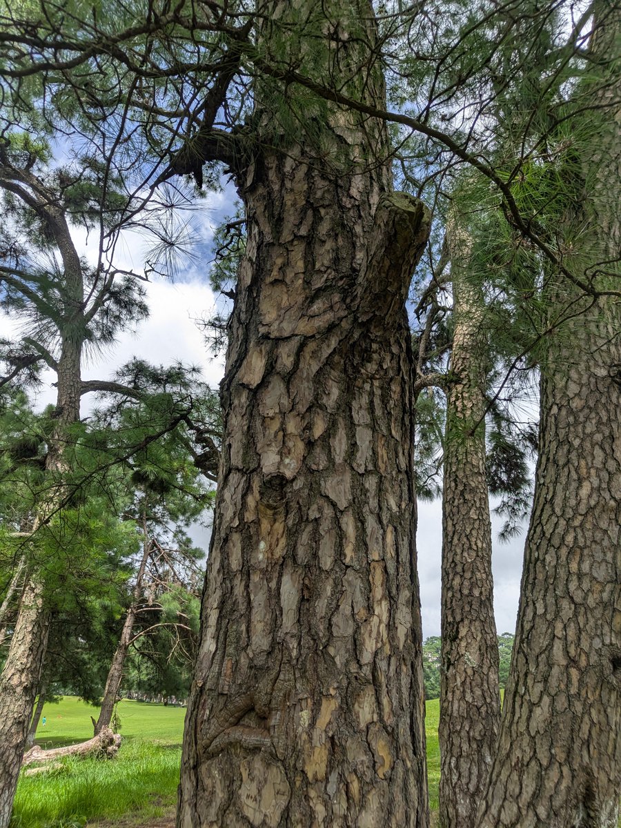 weoioee's tweet photo. Guys, i am at golf links shillong and I found this on a tree. Who's N and A https://t.co/xikwA3tQsS