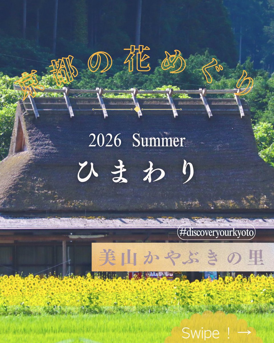 OfficialKtf's tweet photo. ＼夏の京都で出会う、とっておきの里山風景🌻かやぶき屋根とひまわりが織りなす、心に残る夏旅へ。／

森の京都エリア南丹市　美山かやぶきの里で、期間限定のひまわりが咲くのをご存じですか？

https://t.co/Kb3CffT1UY

#京都イベント #体験イベント #京都観光 https://t.co/B3xHt1hb04