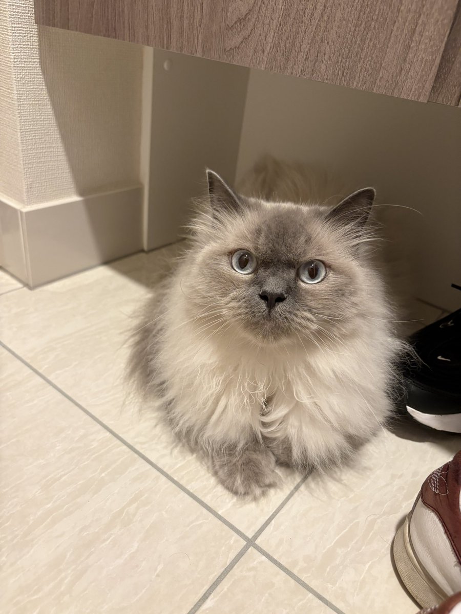 olganyan_'s tweet photo. 新居にも慣れてきたご様子の2匹さん🐱🏠
だんだん暑くなってきましたね〜🥵 https://t.co/683W0hj8Vt
