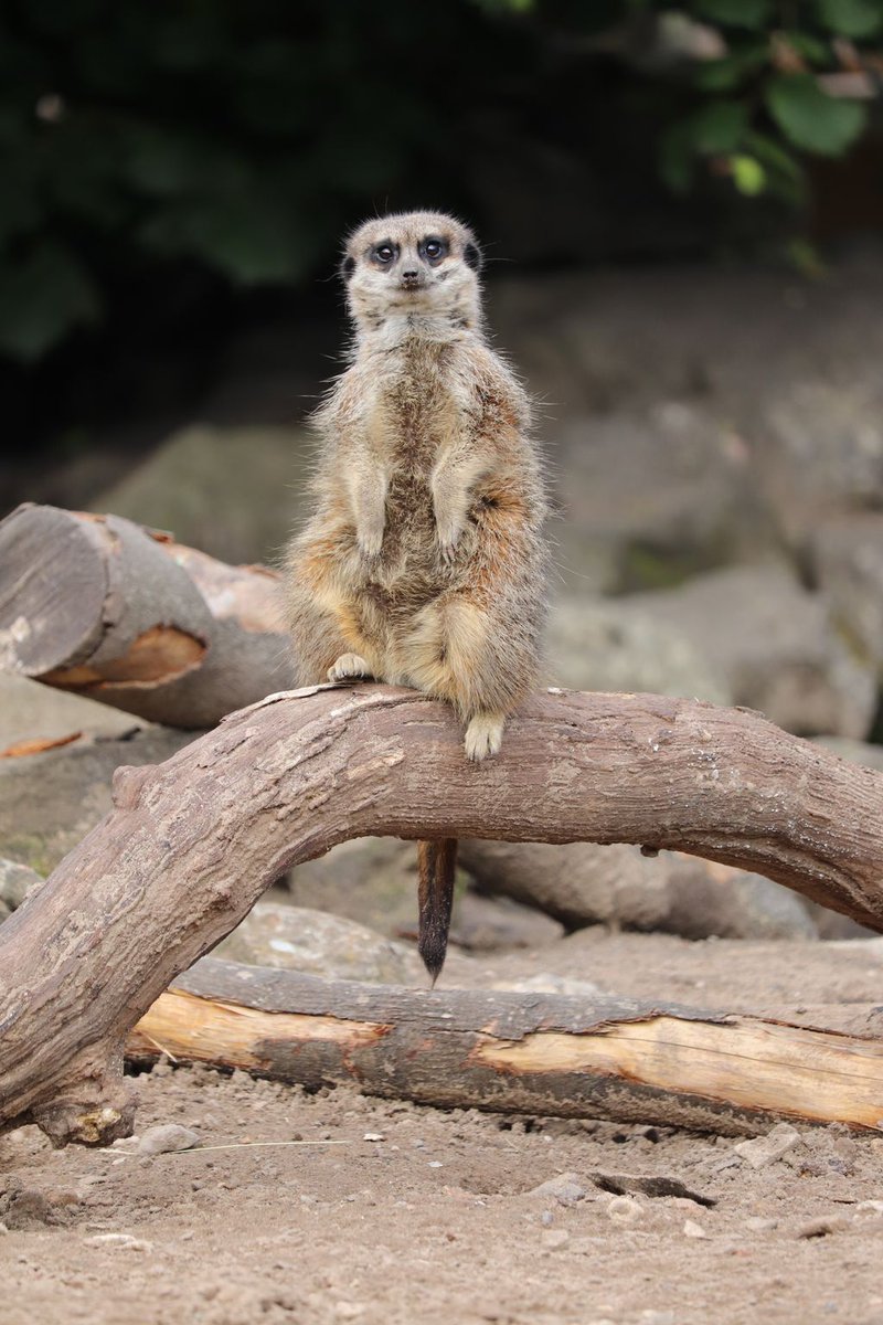 dudleyzoo's tweet photo. It’s World Meerkat Day when we celebrate this quirky creature!

You can discover more about meerkats during our current Presenter-led conservation talk at 2.15pm each day. https://t.co/gARkvU2IDS