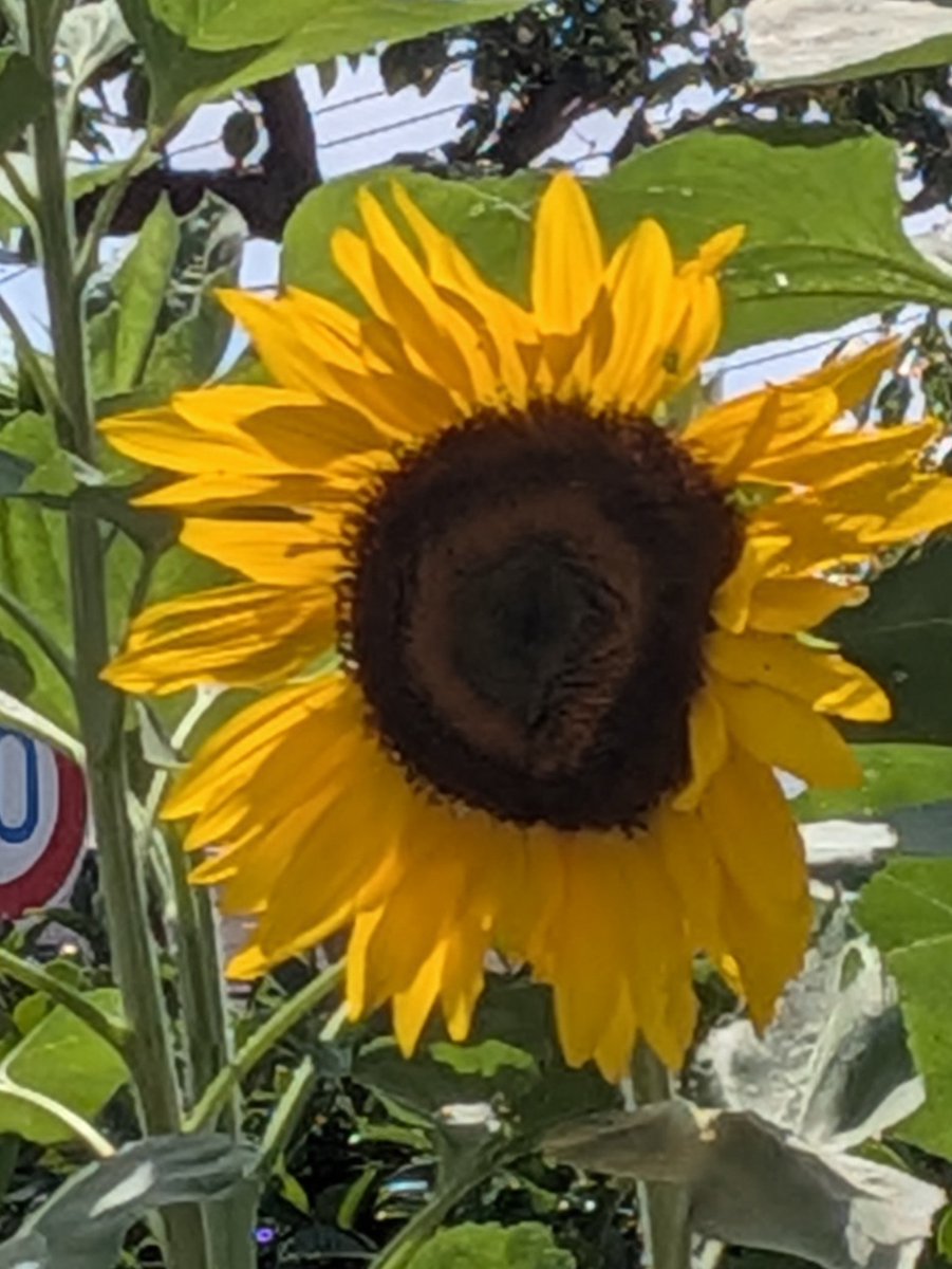 近所に向日葵🌻が咲き始めました