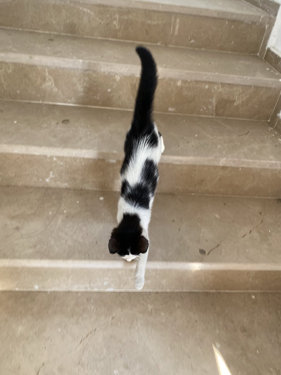 mgyln's tweet photo. Sabah dozumuzu alalım bu eskiya tarafindan merdivenlerde kovalandim diğer cingen de kendine taht yapmış bizi izledi valla https://t.co/XEDSH6jNOq