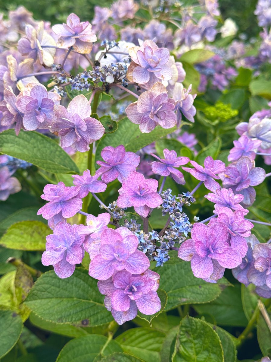 matdona1's tweet photo. あじさい💜 https://t.co/sGL6imiiL5