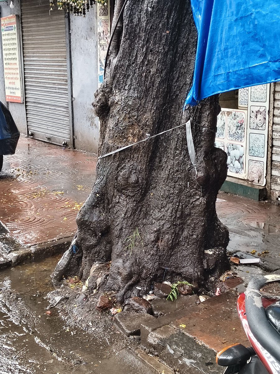 vlokpal's tweet photo. @CMOMaharashtra @Dev_Fadnavis @MCGM_BMC @mybmc @mybmcWardE @AshwiniBhide @mieknathshinde @AjitPawar4Maha @MPLodha @abpmajhatv @ZeeNews @LoksattaLive DANGEROUS TREE leaning &amp; tilted by 10 degrees near khatau mills busstop BJM02, outside ration shop,E WARD pls take urgent action . https://t.co/HA9YTf8Iyz
