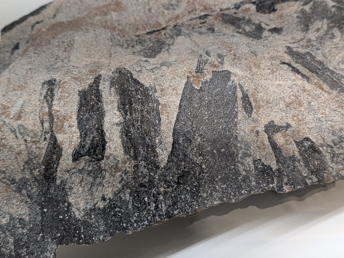 金曜日だから化石貼る #FossilFriday 日本科学未来館 #大南極展 にて