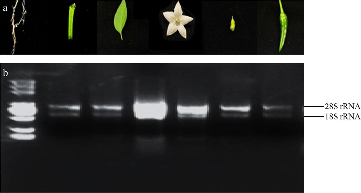 HortiPlant's tweet photo. #VegetableRes 
Study identifies CaActin1 &amp; CaGAPDH2 as optimal RT-qPCR reference genes for pepper across tissues &amp; stress, enhancing gene expression accuracy. 
@MaximumAcademic @aBIOTECH5 #Pepper #RTqPCR
Details: https://t.co/JfdEGvgYGI https://t.co/esoHVkjvRG