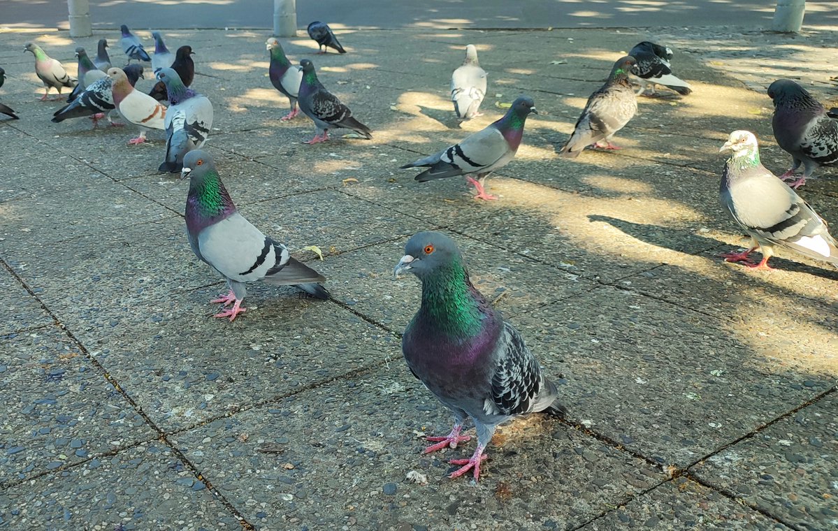 staphtraining's tweet photo. Guten Morgen mit Täubchen. 🥰
Manche sind neugierig und lassen sich offenbar gerne fotografieren. Tauben werden als soziale und intelligente Tiere völlig unterschätzt.
#Stadttauben #Berlin #Fotografie #pigeons 🕊️ https://t.co/9oTI91S7Hb
