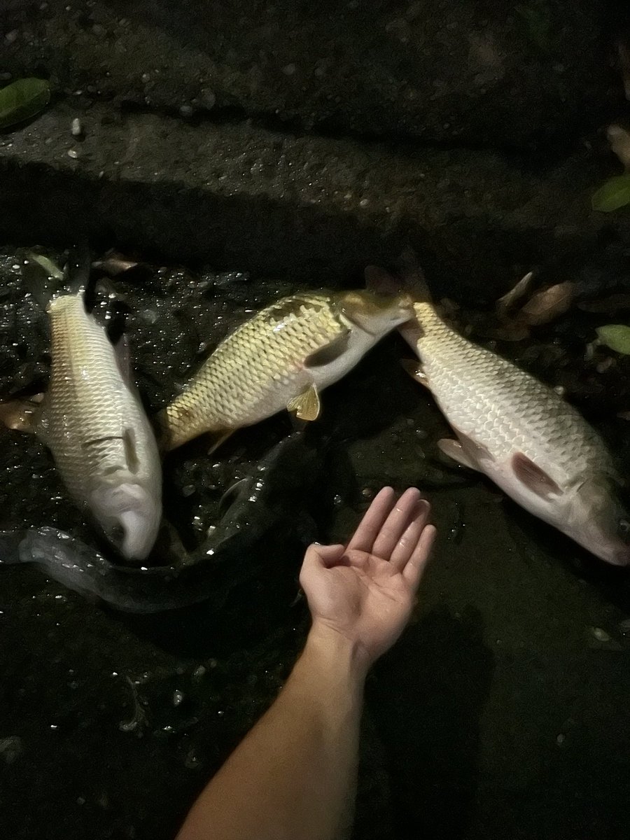LT875757698639's tweet photo. Em chọn con cá nào? https://t.co/r2QXCLBOpk