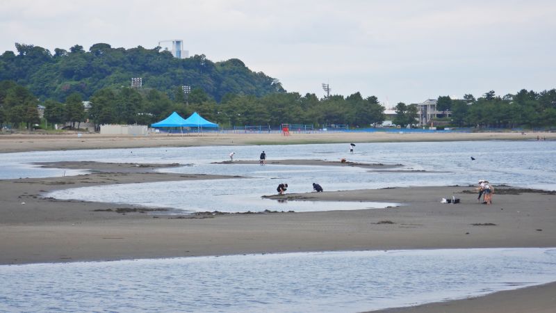 mirabeauy's tweet photo. 海の公園の現在の状況。海岸中央のマテガイはあらかた採られてしまったもよう。南側にマテガイの穴が少し残っている印象。アサリは消滅中です。今日は人が少なく寂しい日。
アサリが採れないと盛り上がらないですね。

#海の公園 #マテガイ #アサリ https://t.co/yWRF1JD2Lg
