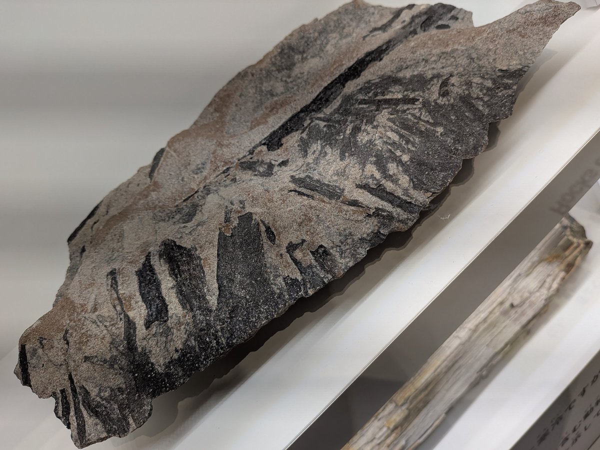 金曜日だから化石貼る #FossilFriday 日本科学未来館 #大南極展 にて