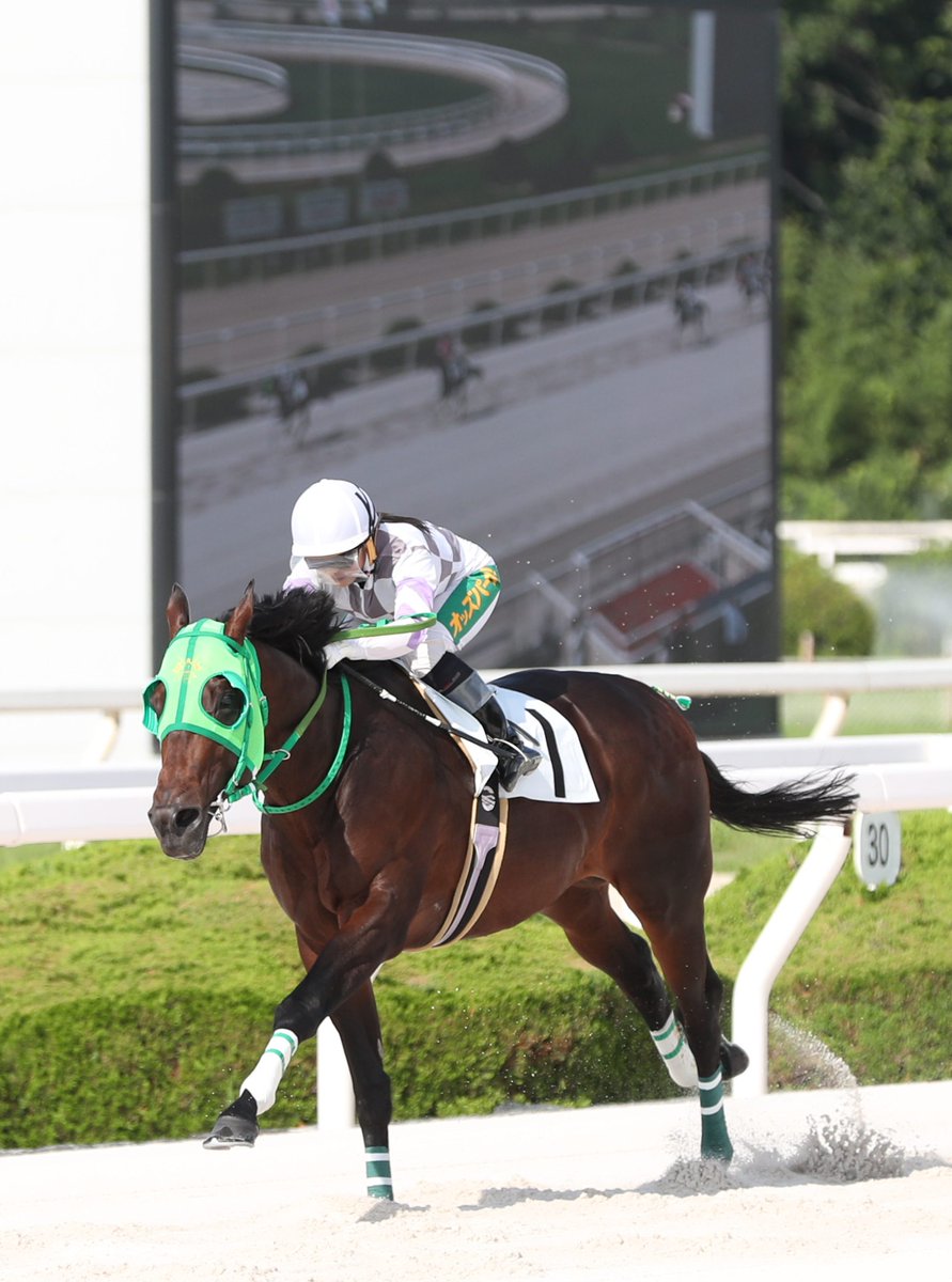 sponichikeiba's tweet photo. 【#阪神アーバン競馬】
4Rでは #佐々木世麗 騎乗の #カーロアヴァンティ が連勝を飾り、鞍上は今年「46」勝目😆
ルーキーイヤーの2021年に2度マークして以来、自己最長となる開催日6日連続勝利を挙げました👏 https://t.co/1bjqZNNxNS