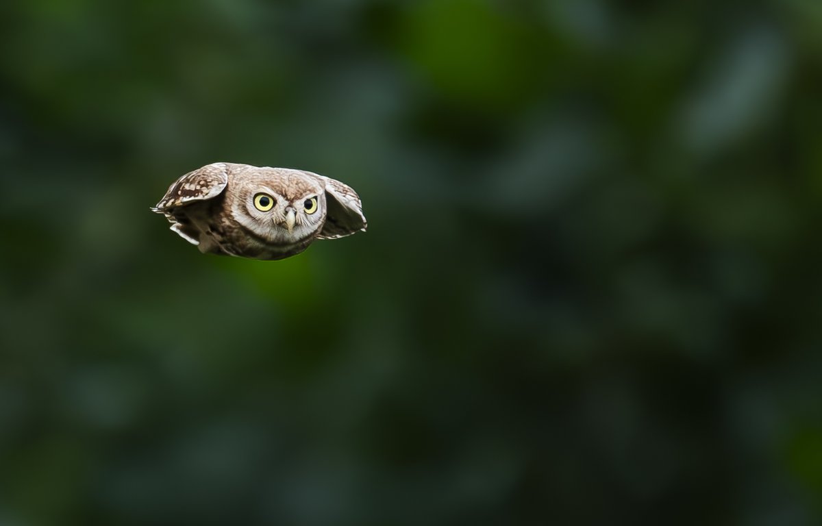 linjianyangbe's tweet photo. flying Little Owl (纵纹腹小鸮,Athene noctua ), in Hebei province.

It is under second-class state protection in #China.
🌹郑拓凡 https://t.co/NMvyeYzISQ