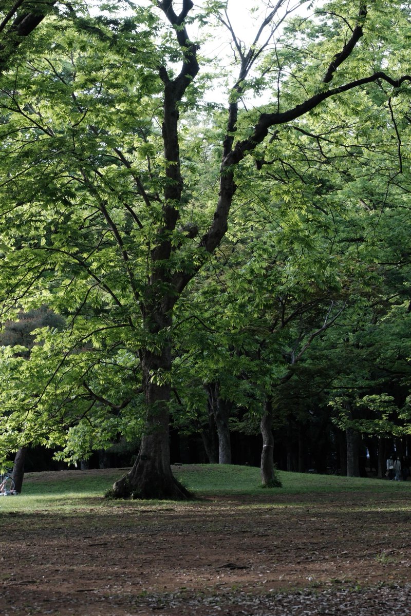 Cayssmpos's tweet photo. 今年は再び代々木公園に来て、私はベンチに座って、地元の人が犬の散歩をしているのを見ました、東京人のスローライフを感じて、私の大好きな癒しの時間です。
公園はとても広くて、休憩にぴったりで、犬たちのための��用のエリアがあって、見て回った後、隣にある Fuglen で一杯飲むのもいいですよ。 https://t.co/FWqCiC6nBL