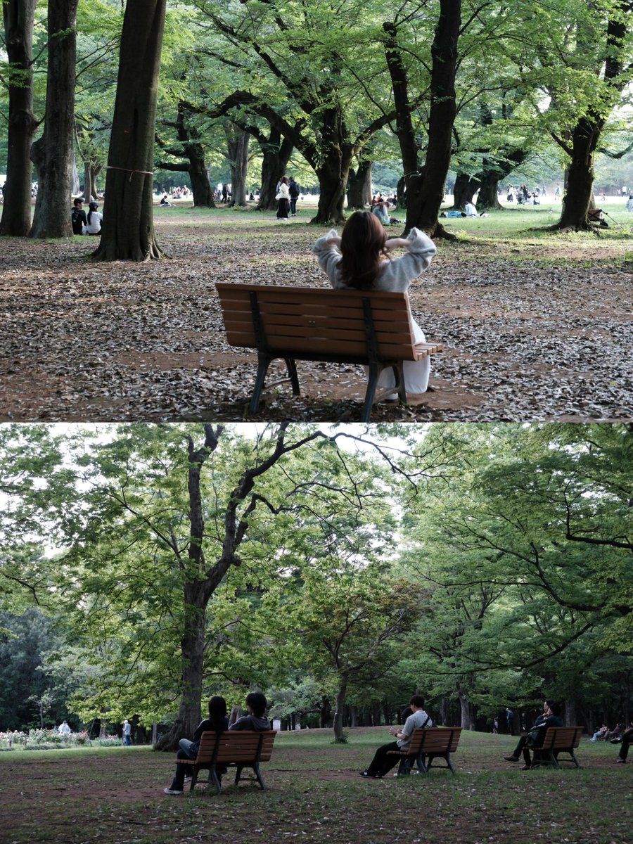 Cayssmpos's tweet photo. 今年は再び代々木公園に来て、私はベンチに座って、地元の人が犬の散歩をしているのを見ました、東京人のスローライフを感じて、私の大好きな癒しの時間です。
公園はとても広くて、休憩にぴったりで、犬たちのための��用のエリアがあって、見て回った後、隣にある Fuglen で一杯飲むのもいいですよ。 https://t.co/FWqCiC6nBL