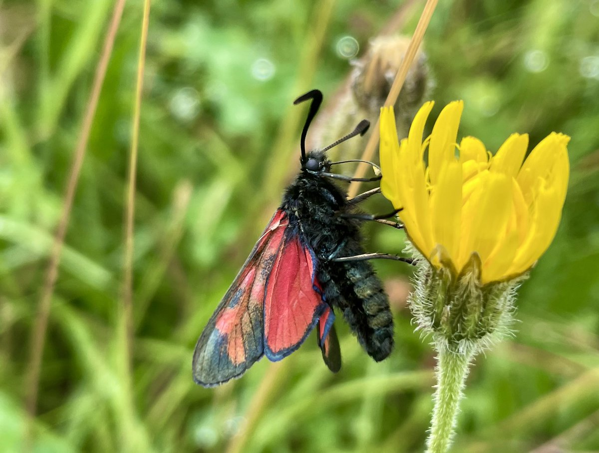 ZwartblesIE's tweet photo. My favourite day time moth has emerged in great numbers this year.
The six spot burnet https://t.co/DsmXoIramm