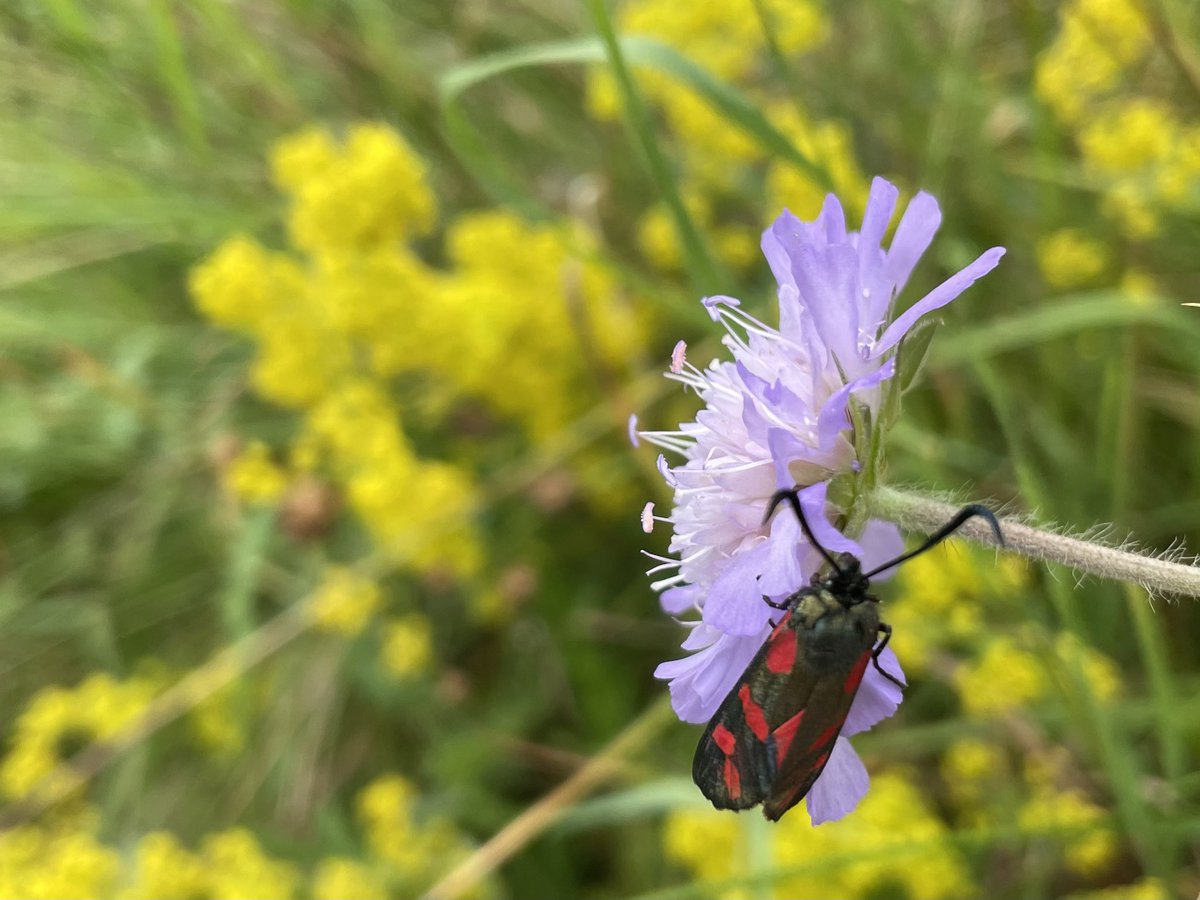 ZwartblesIE's tweet photo. My favourite day time moth has emerged in great numbers this year.
The six spot burnet https://t.co/DsmXoIramm